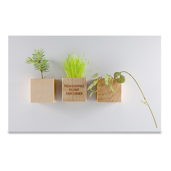 Pflanz-Holz Magnet mit Samen