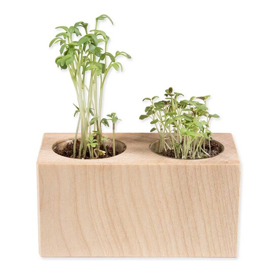 Pflanz-Holz 2er Set mit Samen - Petersilie