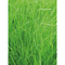 Pflanz-Holz - Standardmotiv - Ostern