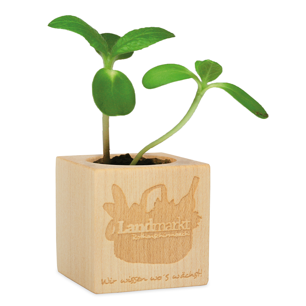 Pflanz-Holz - Standardmotiv - Sonnenblume