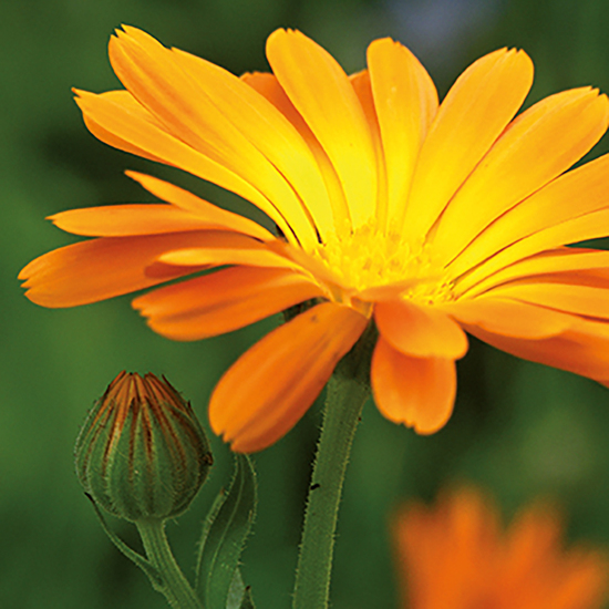 Pflanz-Fässchen mit Samen