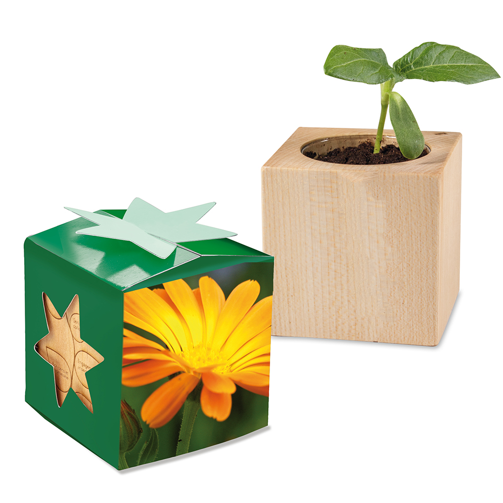 Pflanz-Holz Star-Box mit Samen