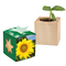 Pflanz-Holz Star-Box mit Samen