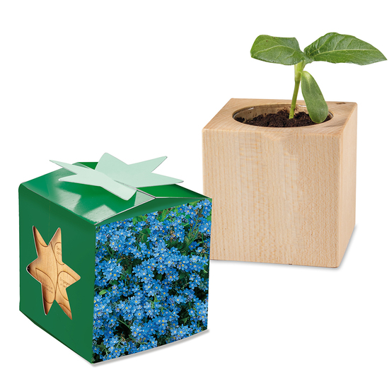 Pflanz-Holz Star-Box mit Samen