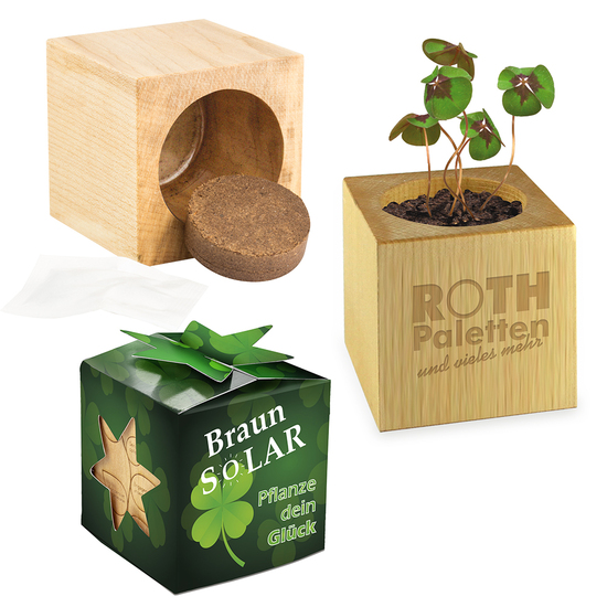 Pflanz-Holz Star-Box mit Samen