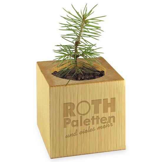 Pflanz-Holz Star-Box mit Samen - Thymian, 2 Seiten gelasert