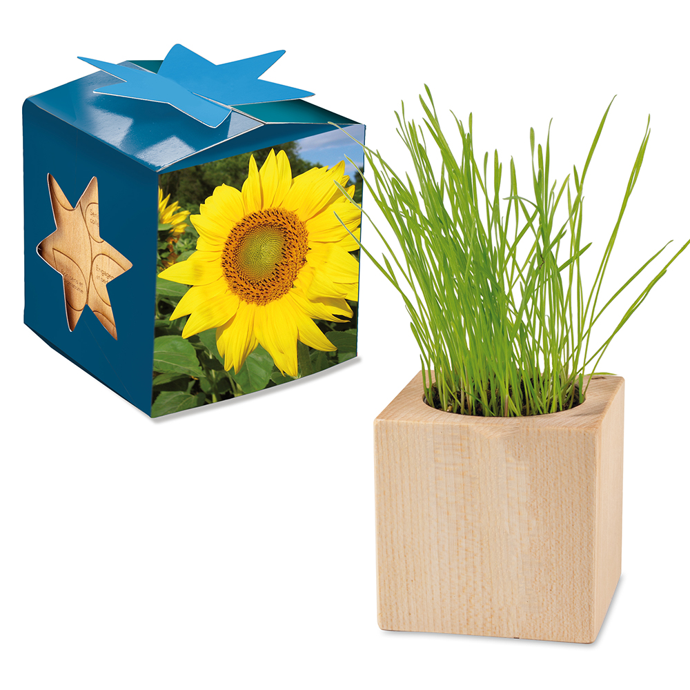 Pflanz-Holz Maxi Star-Box mit Samen