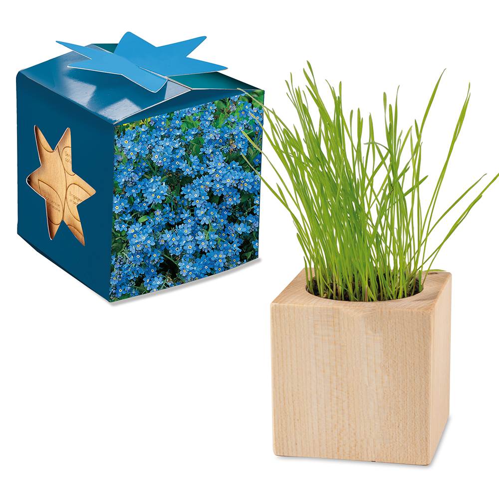 Pflanz-Holz Maxi Star-Box mit Samen