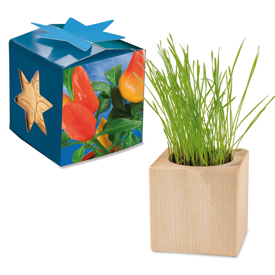 Pflanz-Holz Maxi Star-Box mit Samen