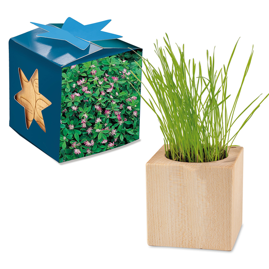 Pflanz-Holz Maxi Star-Box mit Samen