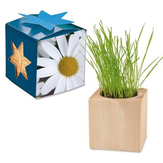 Pflanz-Holz Maxi Star-Box mit Samen - Margerite