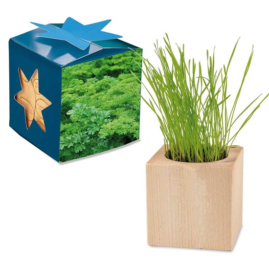 Pflanz-Holz Maxi Star-Box mit Samen - Petersilie