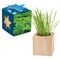 Pflanz-Holz Maxi Star-Box mit Samen - Petersilie