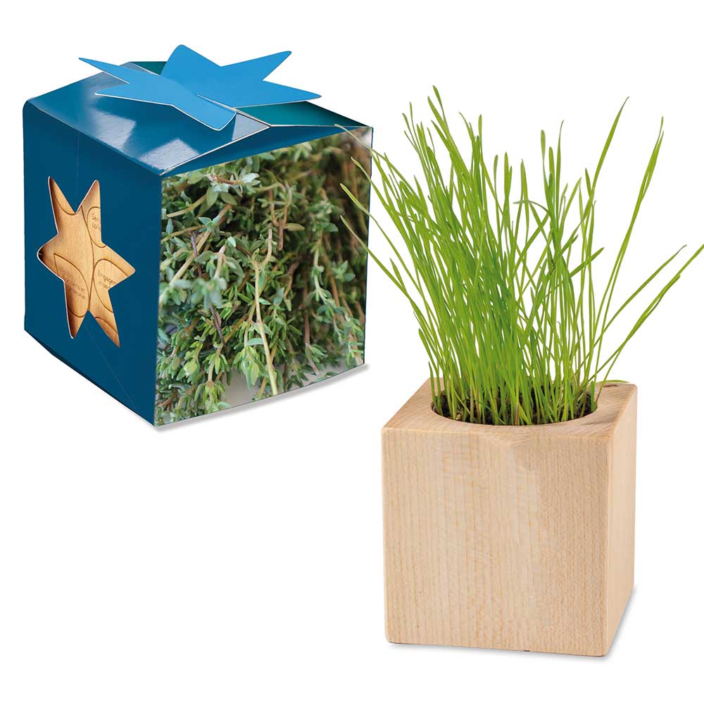 Pflanz-Holz Maxi Star-Box mit Samen - Thymian