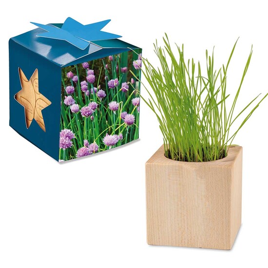 Pflanz-Holz Maxi Star-Box mit Samen - Schnittlauch, 1 Seite gelasert