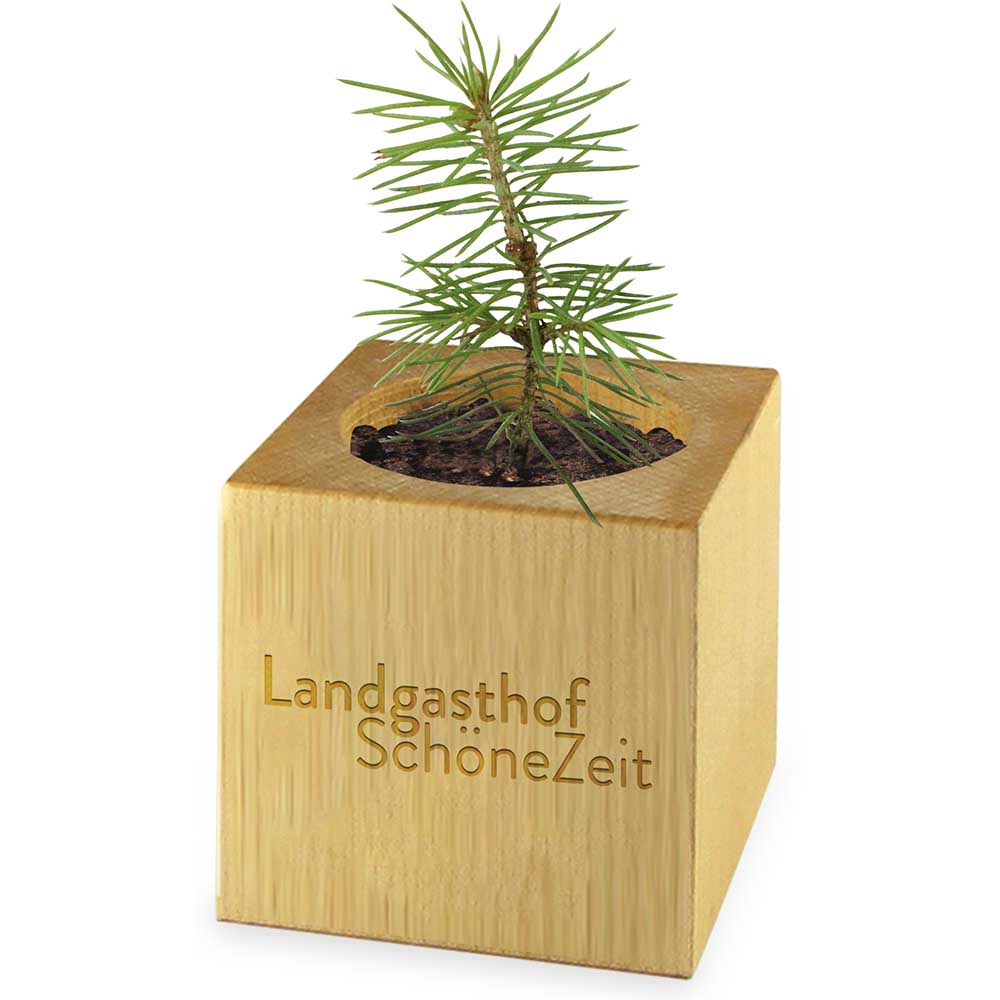 Pflanz-Holz Maxi Star-Box mit Samen - Persischer Klee, 2 Seiten gelasert