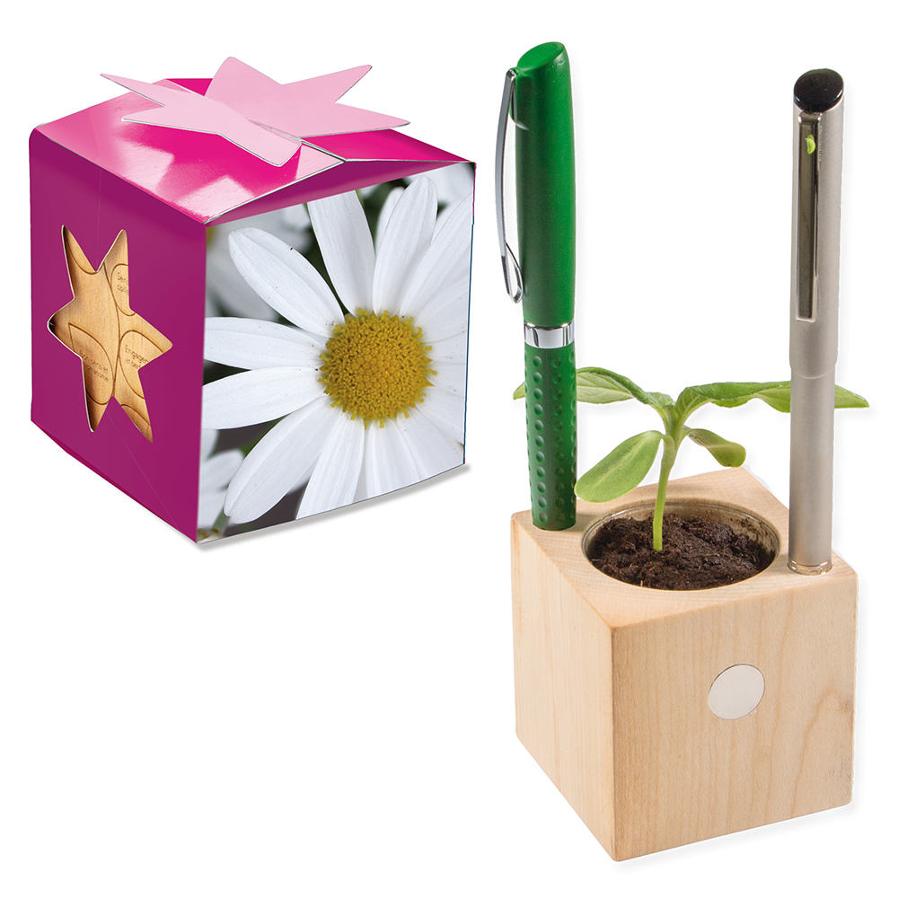 Pflanz-Holz Büro Star-Box mit Samen