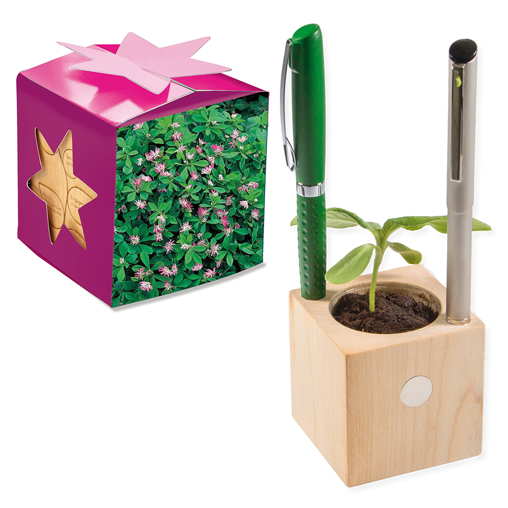 Pflanz-Holz Büro Star-Box mit Samen