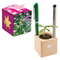 Pflanz-Holz Büro Star-Box mit Samen