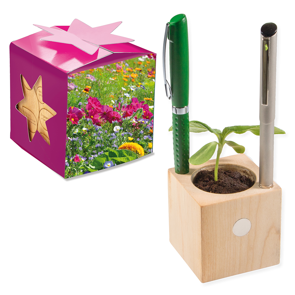 Pflanz-Holz Büro Star-Box mit Samen