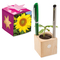 Pflanz-Holz Büro Star-Box mit Samen