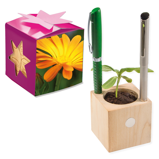 Pflanz-Holz Büro Star-Box mit Samen