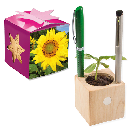 Pflanz-Holz Büro Star-Box mit Samen