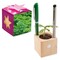 Pflanz-Holz Büro Star-Box mit Samen - Petersilie