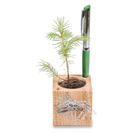 Pflanz-Holz Büro Star-Box mit Samen - Schnittlauch