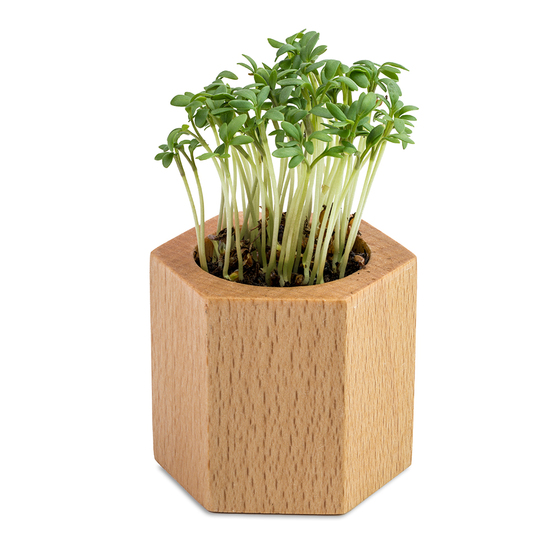 Pflanz-Holz Hexagon mit Samen