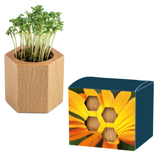 Pflanz-Holz Hexagon mit Samen