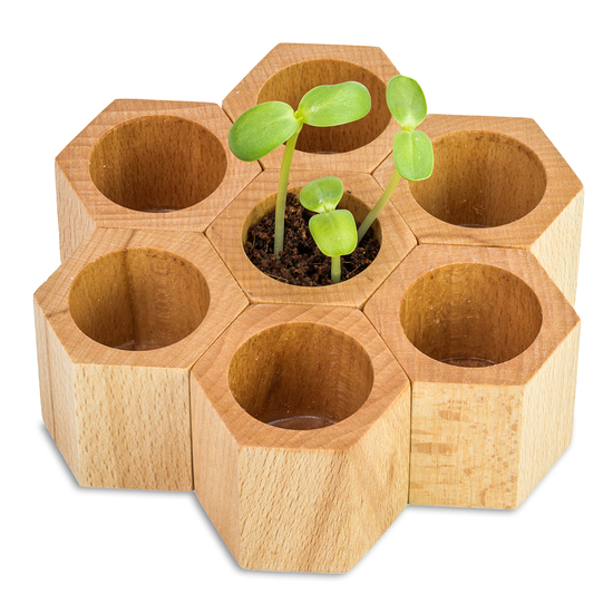 Pflanz-Holz Hexagon mit Samen