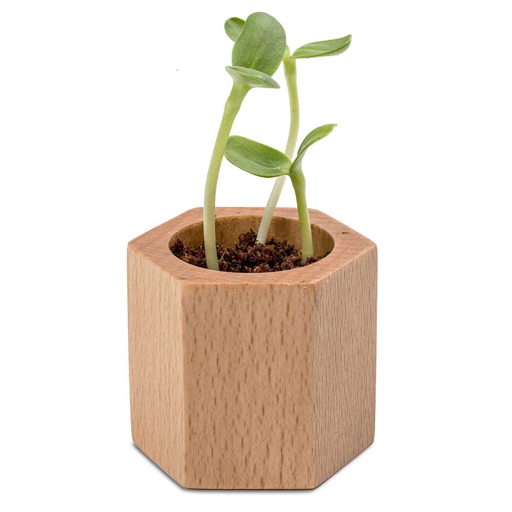 Pflanz-Holz Hexagon mit Samen - Glücksklee-Zwiebel (* Je nach Verfügbarkeit der Glücksklee-Zwiebeln)