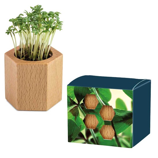 Pflanz-Holz Hexagon mit Samen - Glücksklee-Zwiebel (* Je nach Verfügbarkeit der Glücksklee-Zwiebeln)