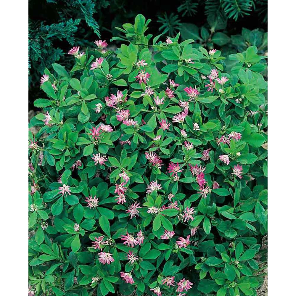 Pflanz-Holz Hexagon mit Samen - Persischer Klee