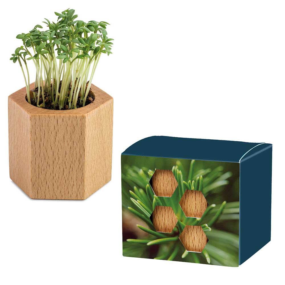 Pflanz-Holz Hexagon mit Samen - Fichte, 1 Seite gelasert