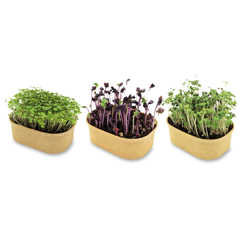 Microgreen Samen Pflanzset (klein)