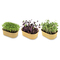 Microgreen Samen Pflanzset (klein)