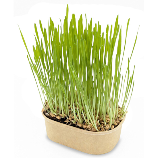 Katzengras Pflanzset
