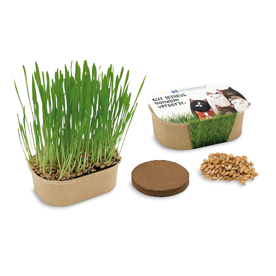 Katzengras Pflanzset