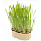 Katzengras Pflanzset