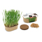 Katzengras Pflanzset