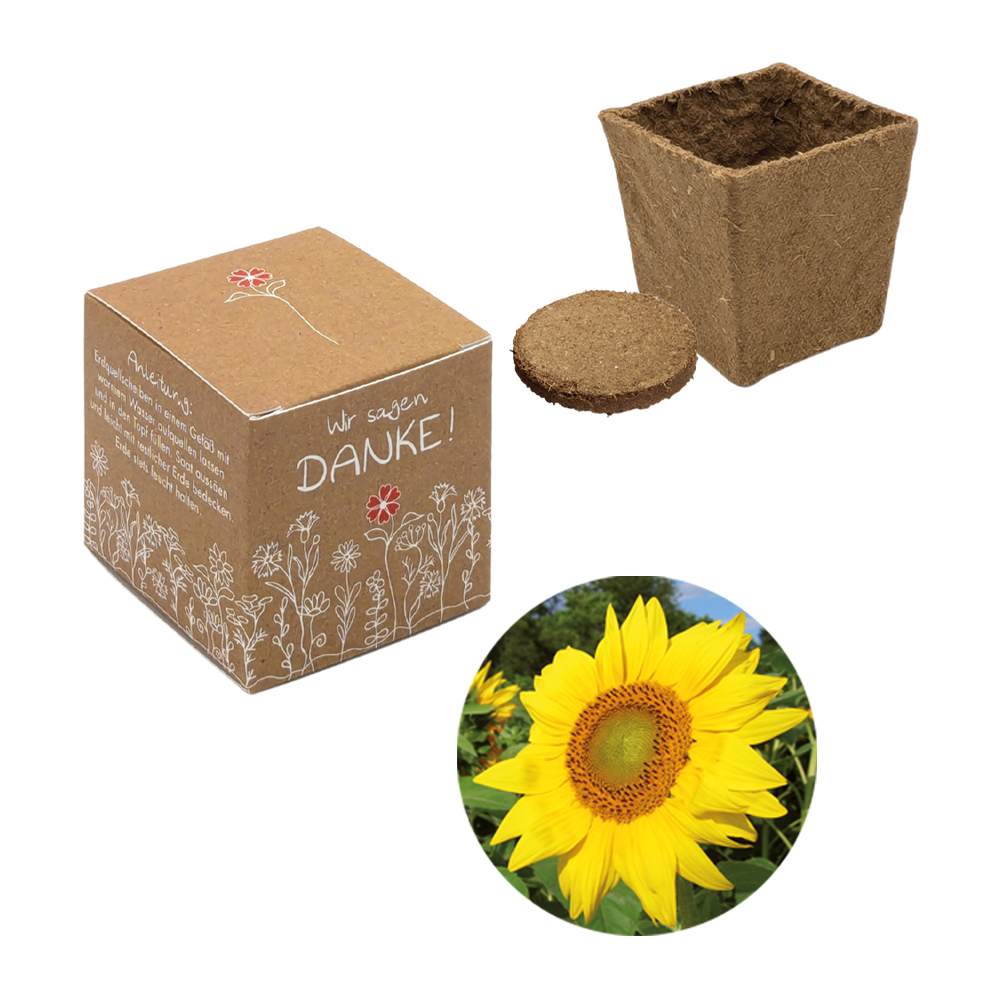 Würfel Samenpflanzset (klein)