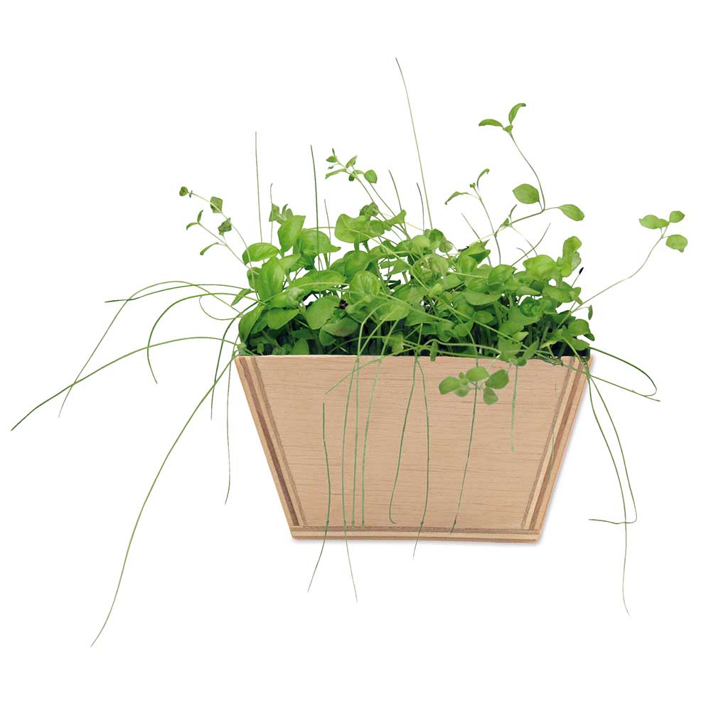 Mini-Beet mit Samen - Basilikum