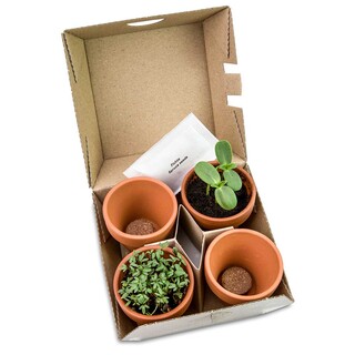 Pflanzen-Mix Winter-Set - mit Digitaldruck