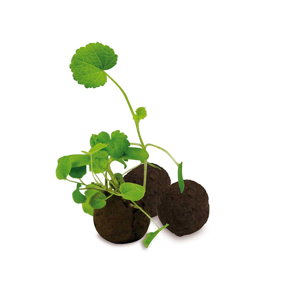 Das Grüne vom Ei - Flower-Ball Box - Sommerblumenmischung