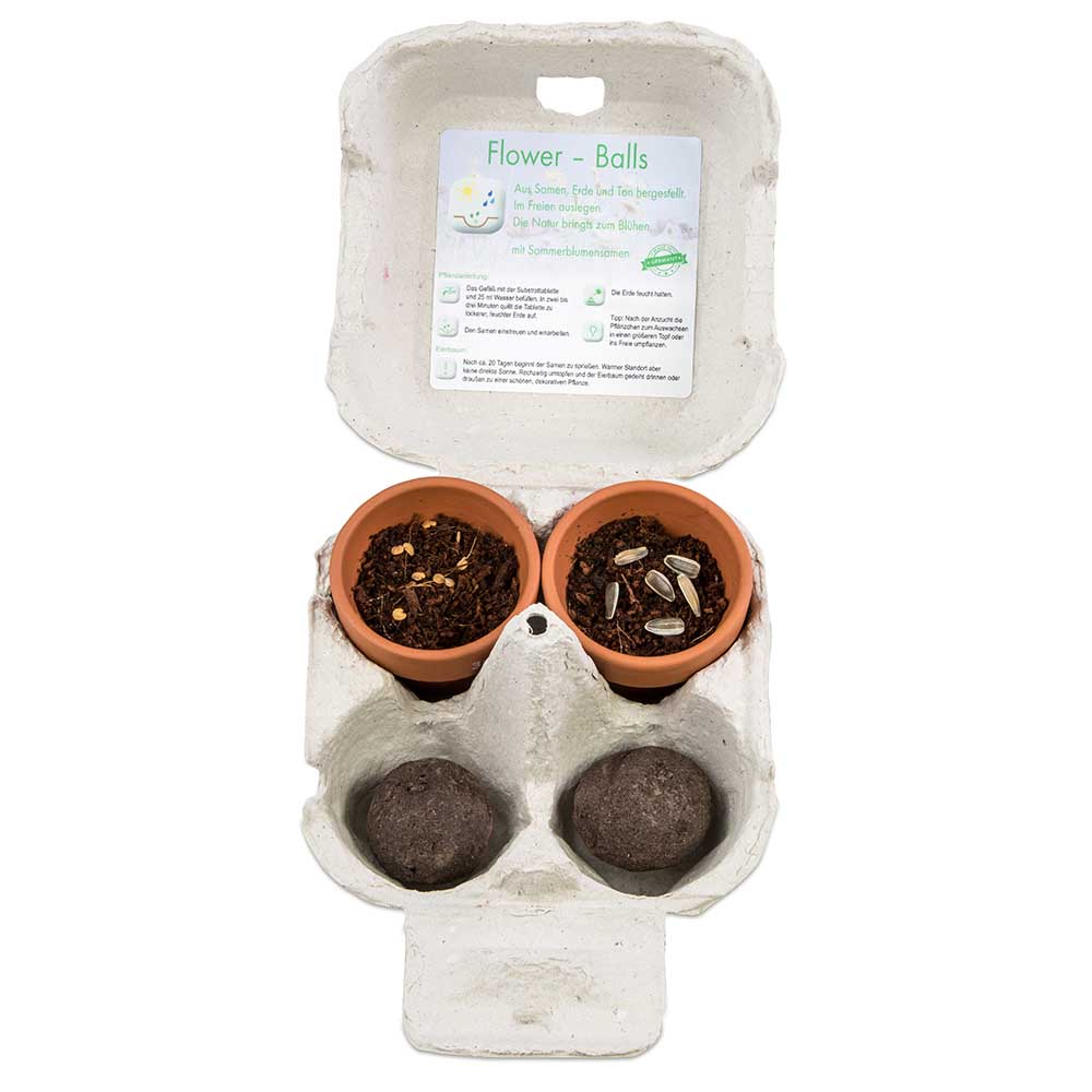 Das Grüne vom Ei - Green-Mix Box - Eierbaumsamen