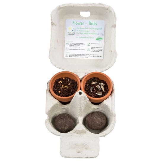 Das Grüne vom Ei - Green-Mix Box - Eierbaumsamen