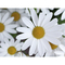 Samentütchen Mini